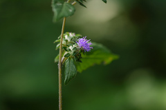 Vernonia indica